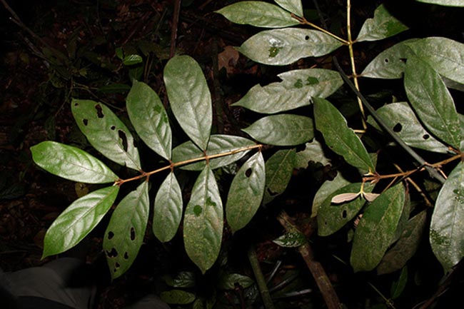 Cây Bời lời thon. Litsea lancifolia  - Cây Thuốc Nam Quanh Ta